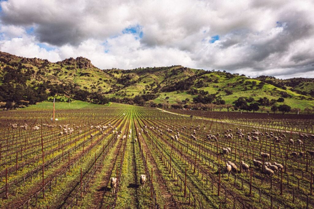 Sheep Grazing The Vineyard