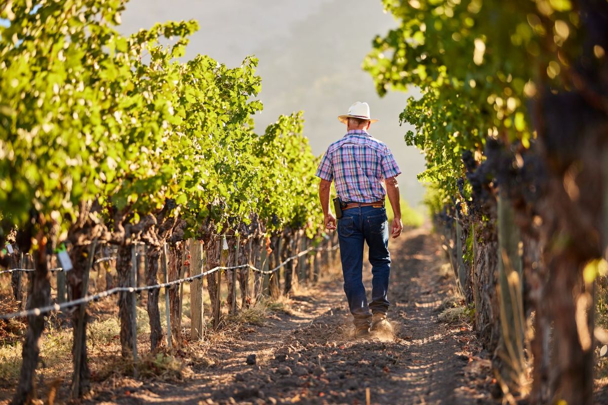 walking / working the vineyard